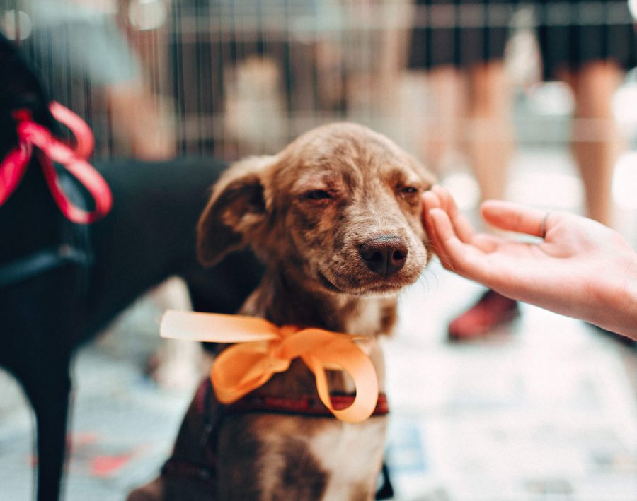 Best Creative Ideas for Starting a Pet Business