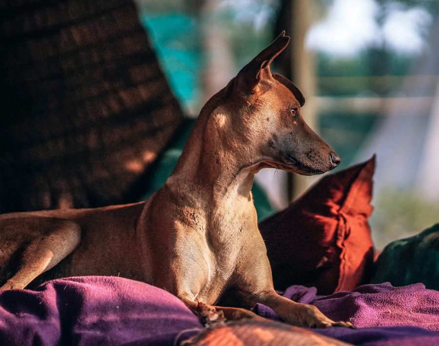 Essential Tips For the First-Time Cat Owners