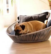 dog laying in dog bed