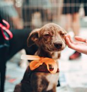 dog being petted on its face