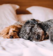 dogs sleeping on bed