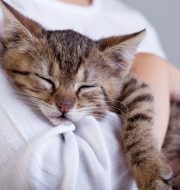cat sleeping in someone's arms