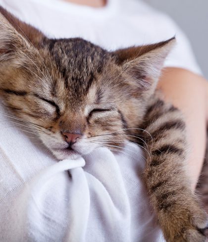cat sleeping in someone's arms