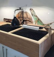 lizard on top of its cage