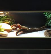 reptile aquarium