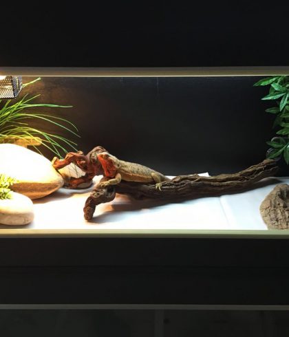 reptile aquarium
